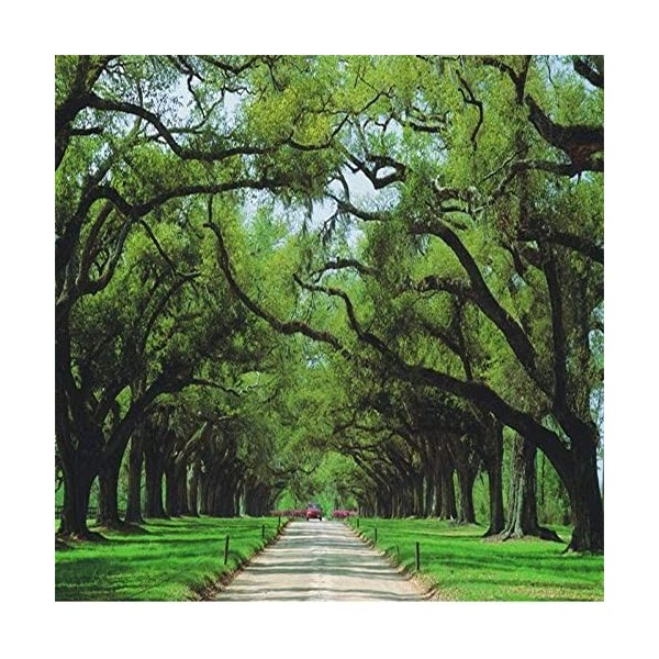 Papier Peint Photo 3D Mural Coucher De Soleil Plage Paysage Marin Peel And Stick Amovible Mur Affiche Tv Fond Décoratif Mur A